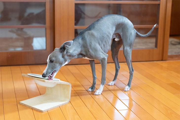 best dog food for retired greyhounds